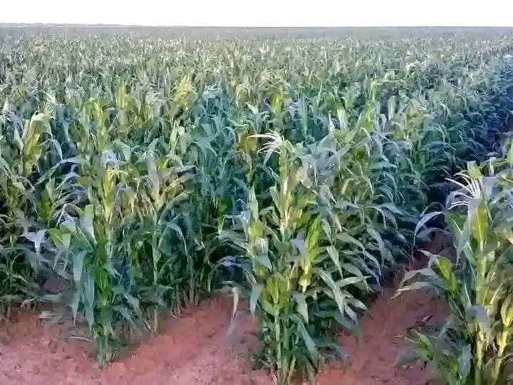 Maize Plantation