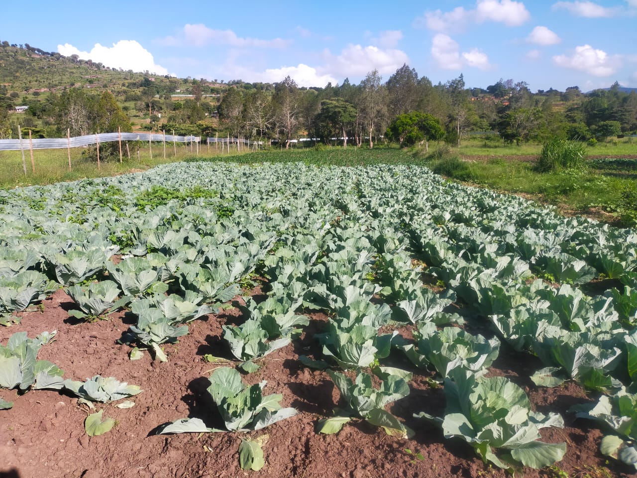 Cabbage Plantation