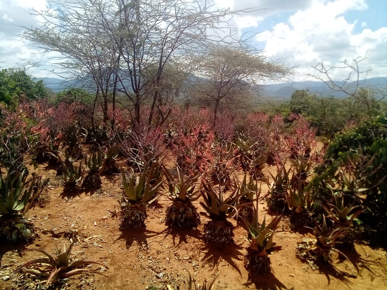 Cactus Plantation