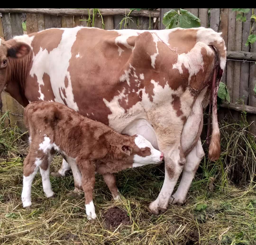 Calf with Mother