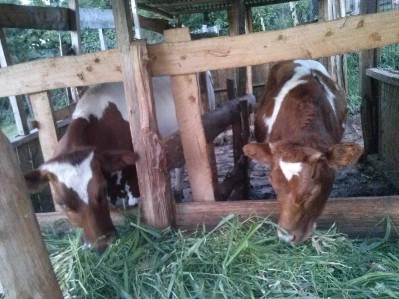 Calves