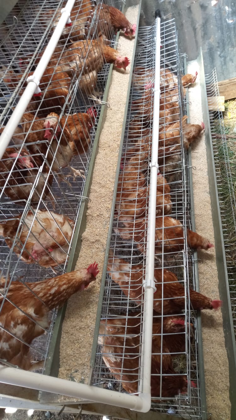 Poultry Farming
