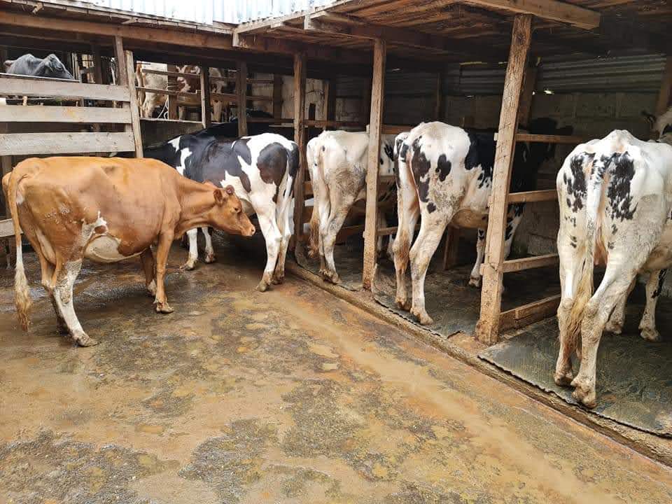 Cow Shade