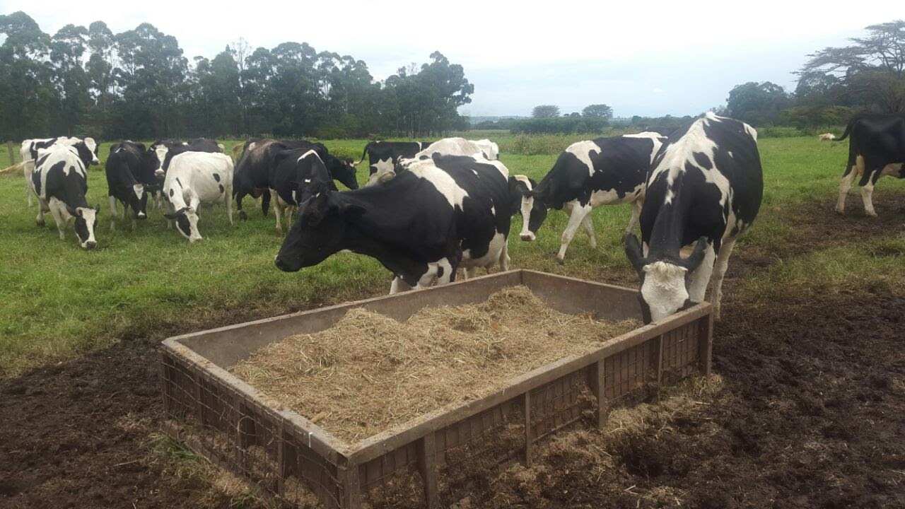 Dairy Farming