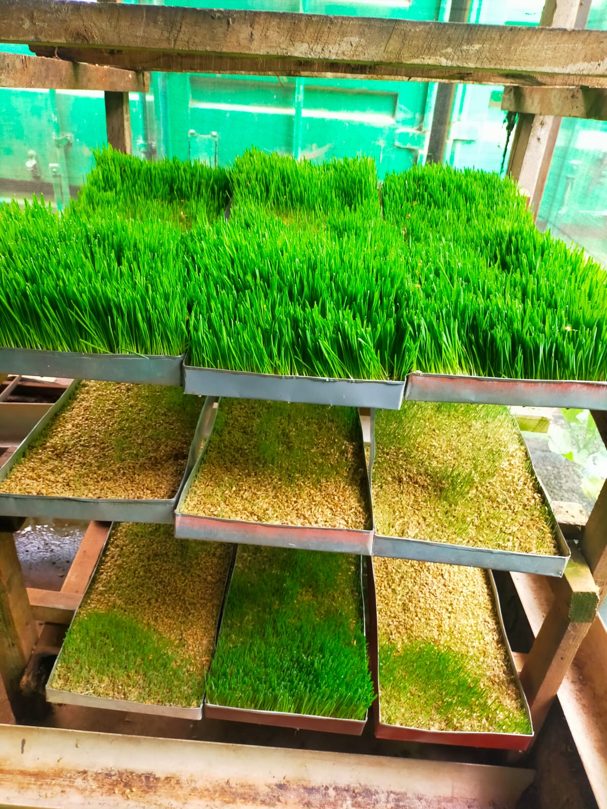 Fodder Plantation