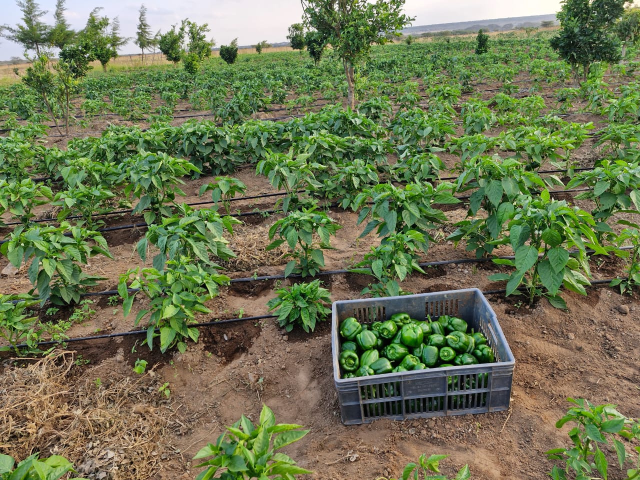 Green Vegetables