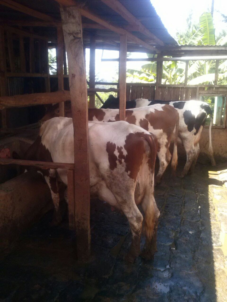 Jersey Cow