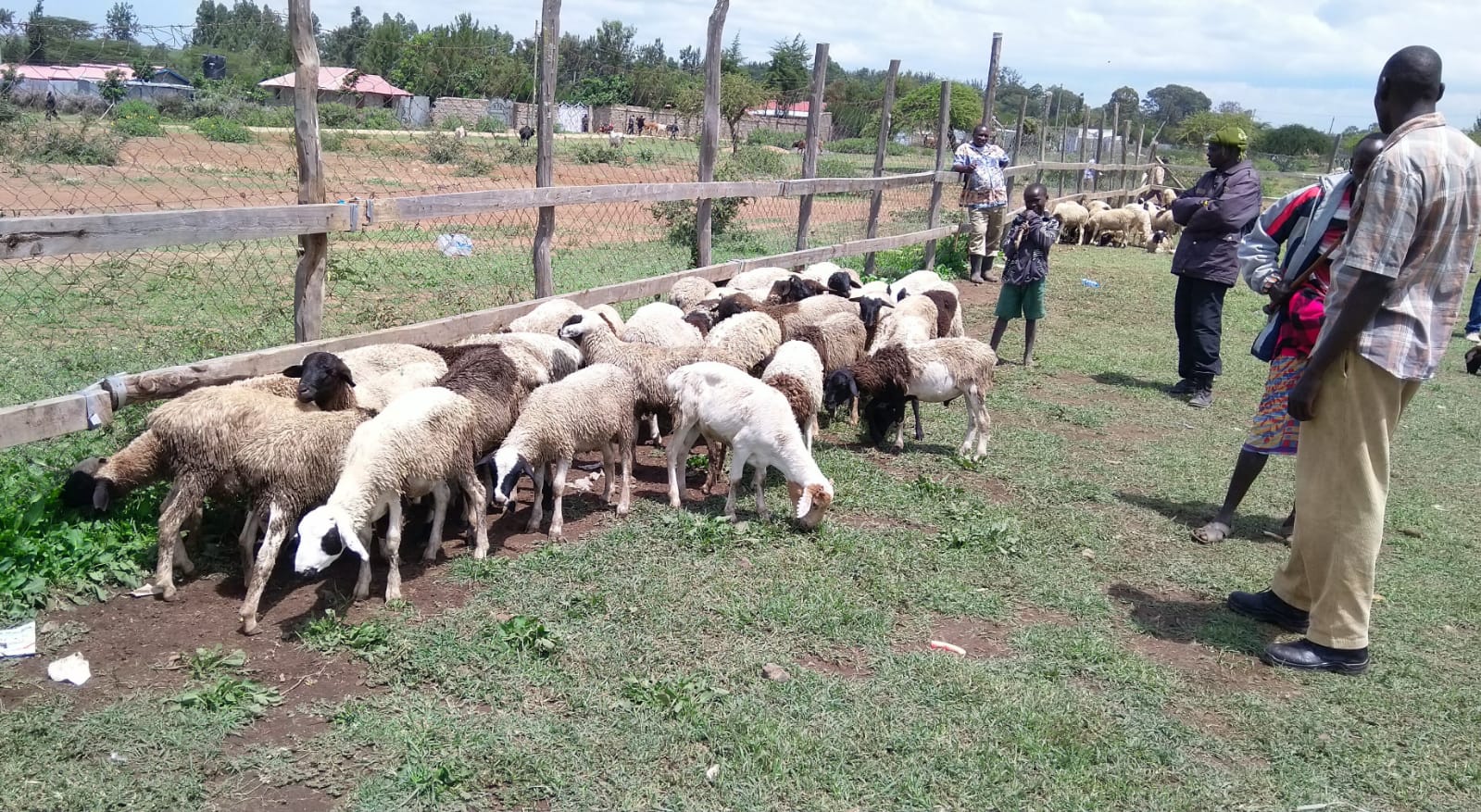 Livestock Marketing
