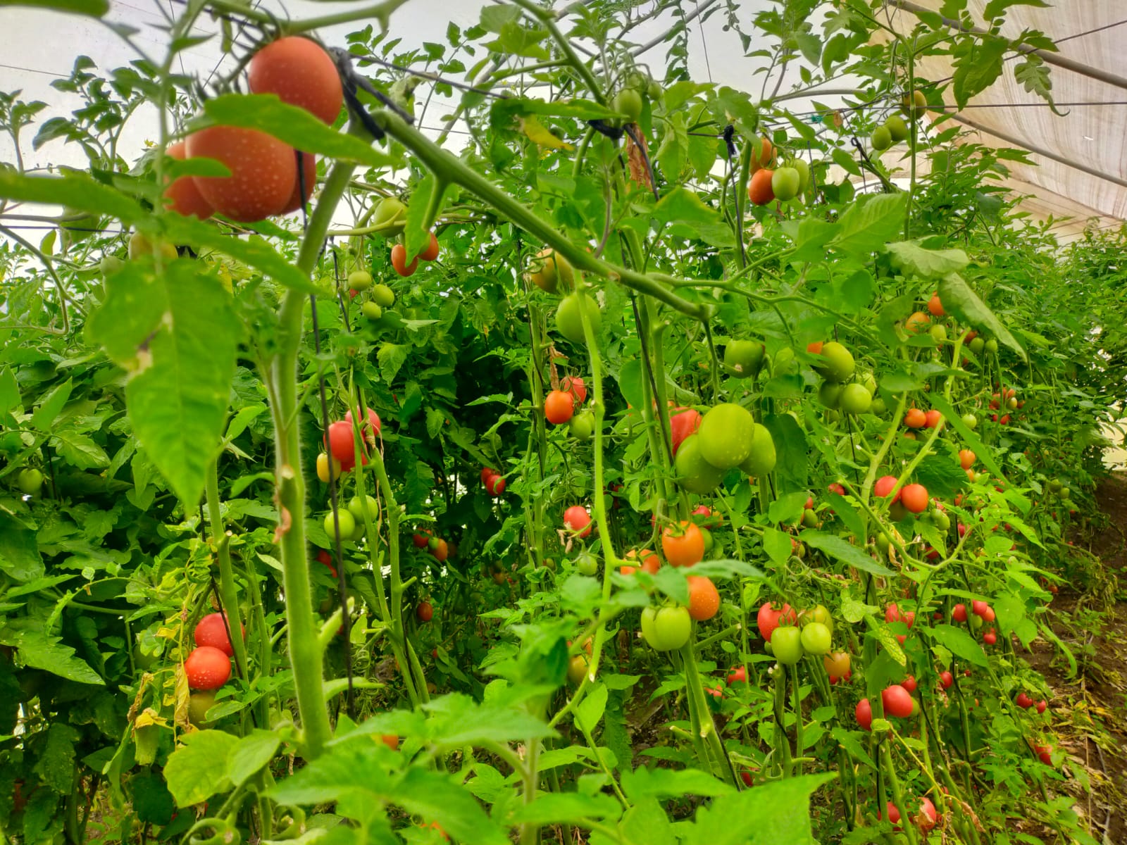 Ripe Tomatoes