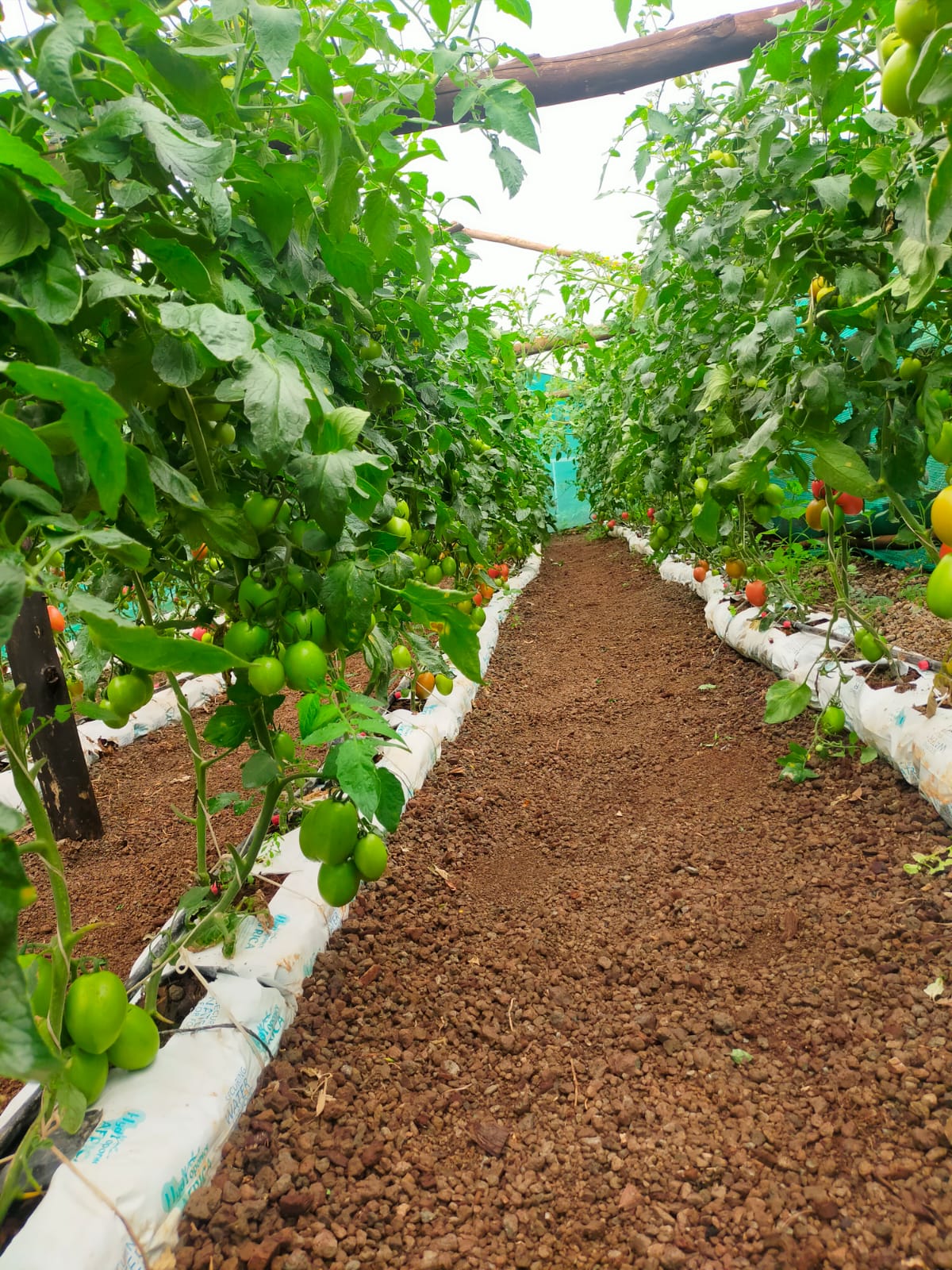 Tomatoes Farming