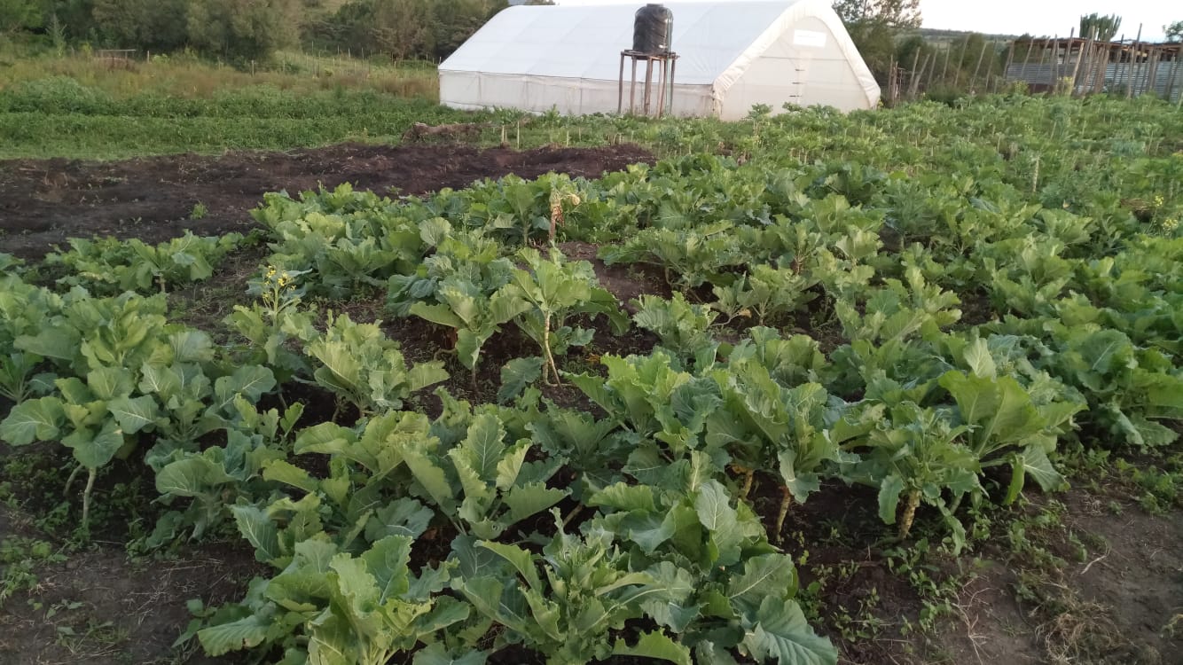 Vegetables Farming