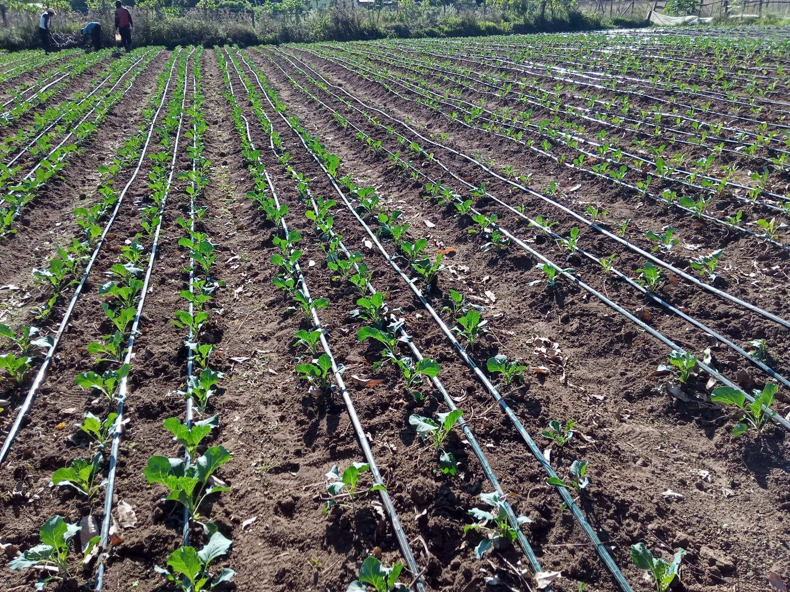 Water Utilisation